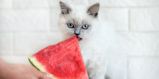 10 Makanan Kucing Lucu, dari Sushi Sampai Buah-Buahan