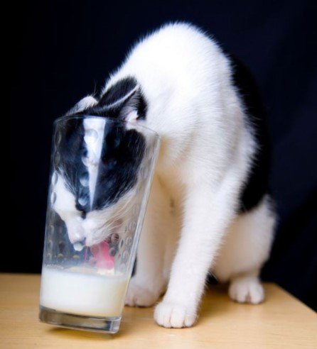 10 makanan kucing lucu dari sushi sampai buah buahan