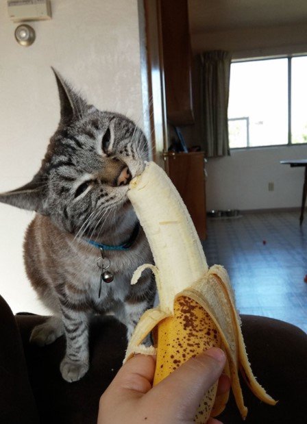 10 makanan kucing lucu dari sushi sampai buah buahan