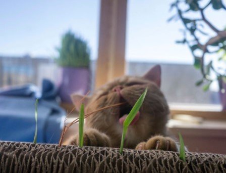 10 makanan kucing lucu dari sushi sampai buah buahan
