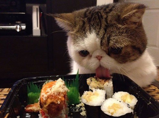10 makanan kucing lucu dari sushi sampai buah buahan