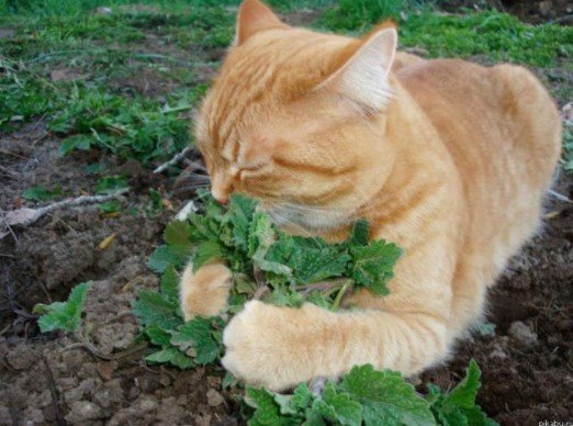 10 makanan kucing lucu dari sushi sampai buah buahan