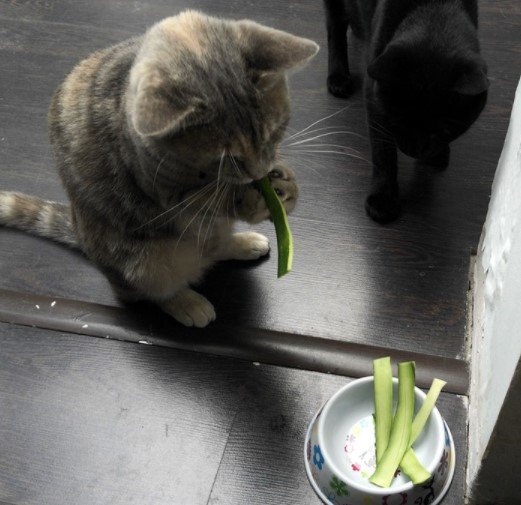 10 makanan kucing lucu dari sushi sampai buah buahan