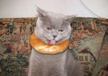 10 makanan kucing lucu dari sushi sampai buah buahan