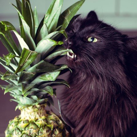 10 makanan kucing lucu dari sushi sampai buah buahan