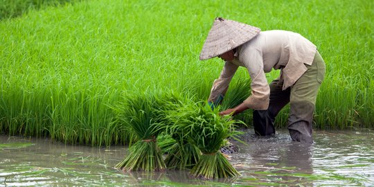 Nilai Tukar Petani Naik di Januari 2021