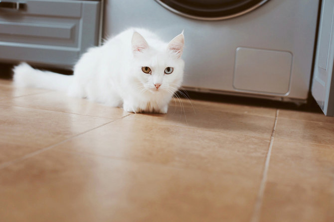 Kucing Anggora Mendadak Sering Tiduran di Litterbox? Ini Alasannya 