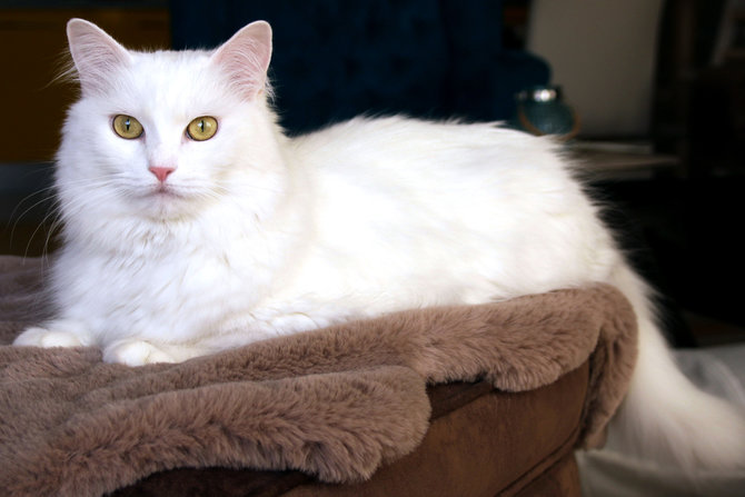 Kucing Anggora Mendadak Sering Tiduran di Litterbox? Ini Alasannya 