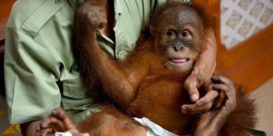 BKSDA Selamatkan Tiga Ekor Orangutan di Kotawaringin Timur