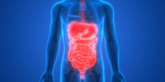 Organ sistem pencernaan berupa saluran yang menghubungkan mulut dengan lambung adalah