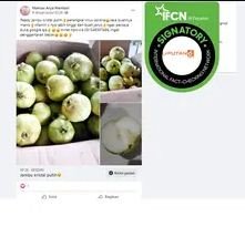 tidak benar jambu kristal ampuh mencengah covid 19