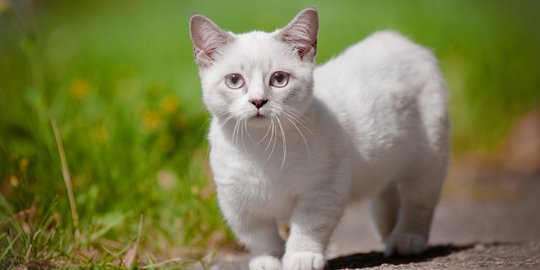 Hasil Mutan yang Menggemaskan, Perawatan Kucing Munchkin Tak Sesulit yang Dibayangkan