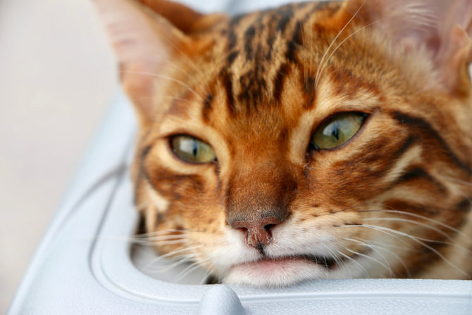 jarang rontok begini rutinitas perawatan bulu kucing bengal