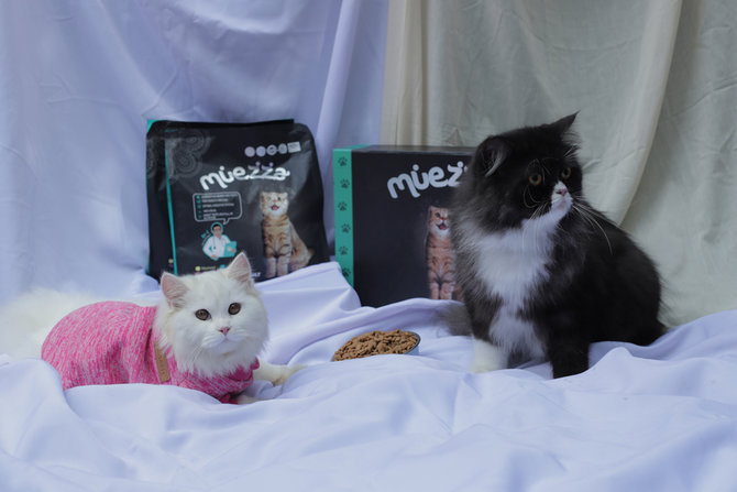 jarang rontok begini rutinitas perawatan bulu kucing bengal