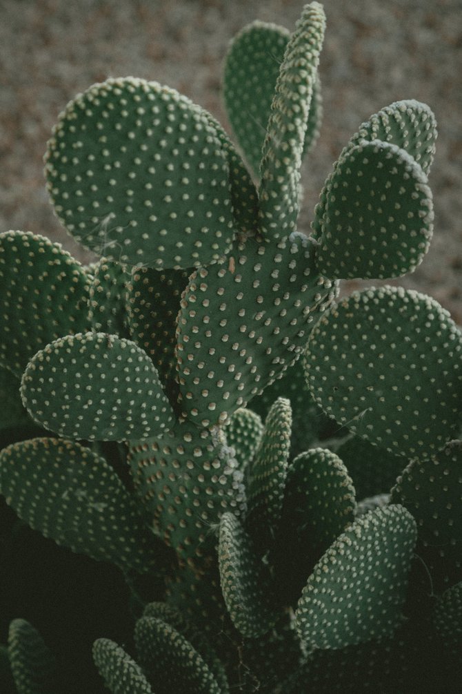 ilustrasi kaktus kuping kelinci