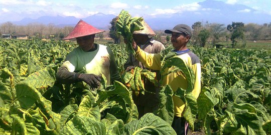 Kementan: Areal Pertanian Tembakau Meningkat dalam Tiga Tahun