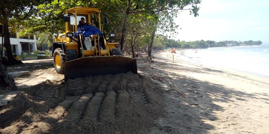 Abrasi di Pantai Kuta Semakin Mengkhawatirkan, Pohon-Pohon Terancam Tumbang
