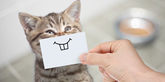 Wajib Tahu, Ini lho 4 Hal Tentang Kucing yang Ternyata Cuma Mitos