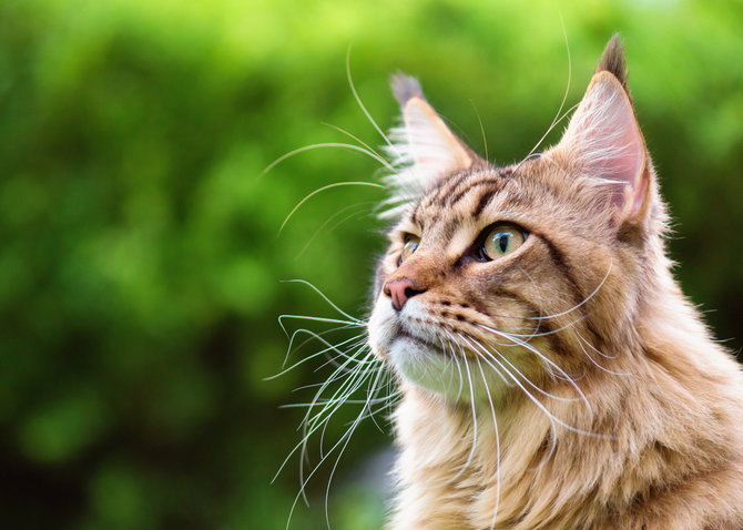 wajib tahu ini lho 4 hal tentang kucing yang ternyata cuma mitos