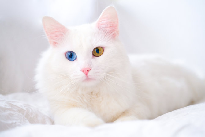 wajib tahu ini lho 4 hal tentang kucing yang ternyata cuma mitos