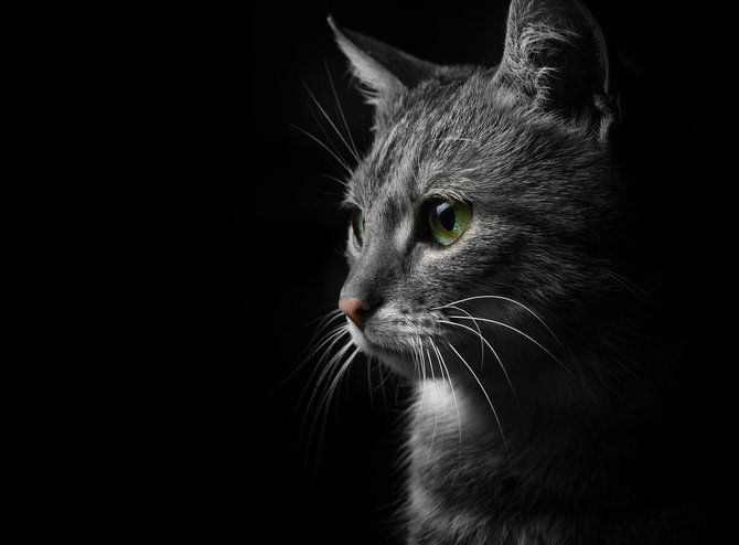 wajib tahu ini lho 4 hal tentang kucing yang ternyata cuma mitos