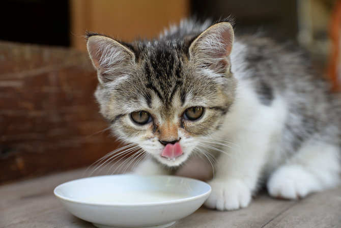 wajib tahu ini lho 4 hal tentang kucing yang ternyata cuma mitos