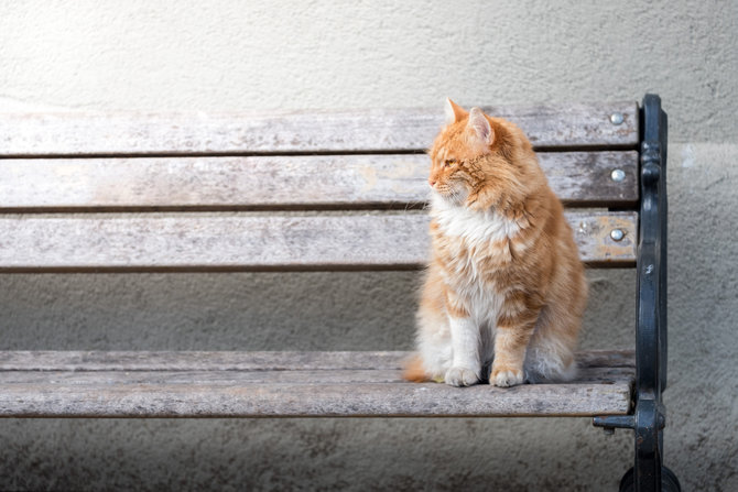 bukan hanya lokal 8 ras kucing oren ini siap mencuri hati catlover
