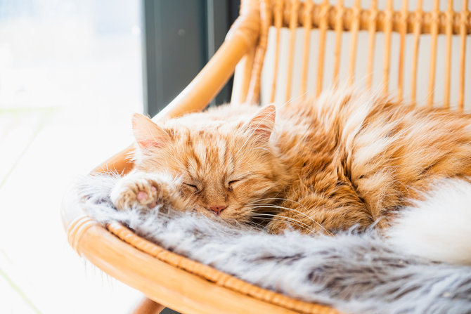 bukan hanya lokal 8 ras kucing oren ini siap mencuri hati catlover