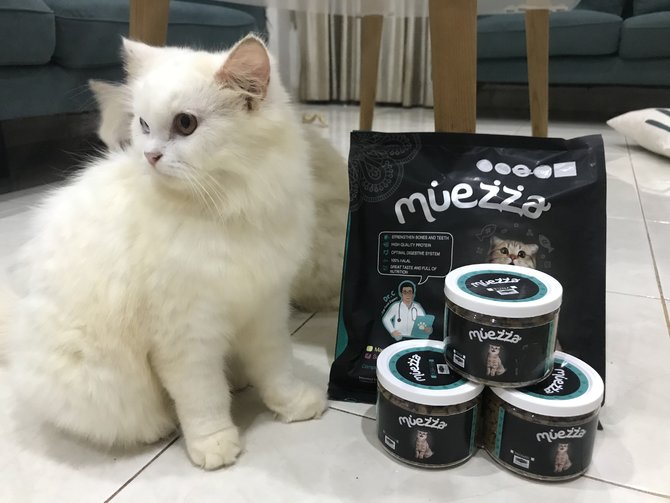 bukan hanya lokal 8 ras kucing oren ini siap mencuri hati catlover