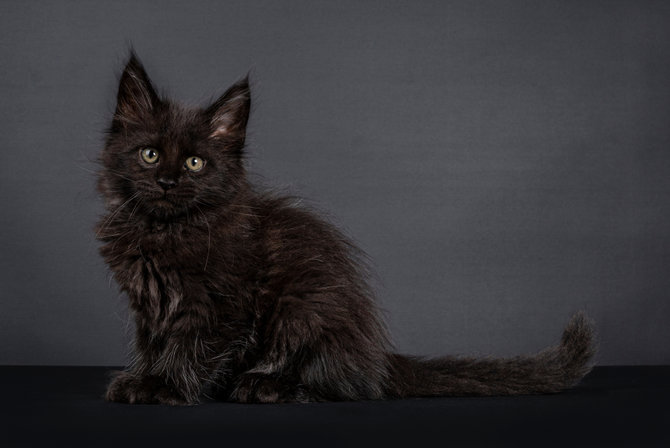 gampang rontok ini tips rawat kucing maine coon biar cantiknya tetap paripurna