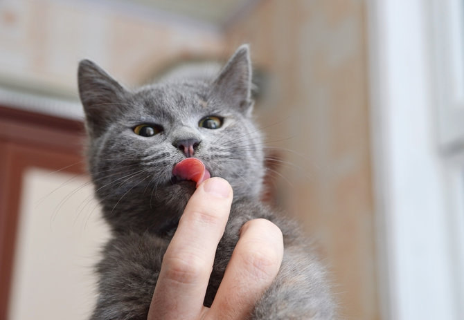 pujian hingga stres ini 4 alasan di balik kebiasaan kucing menjilati pemiliknya