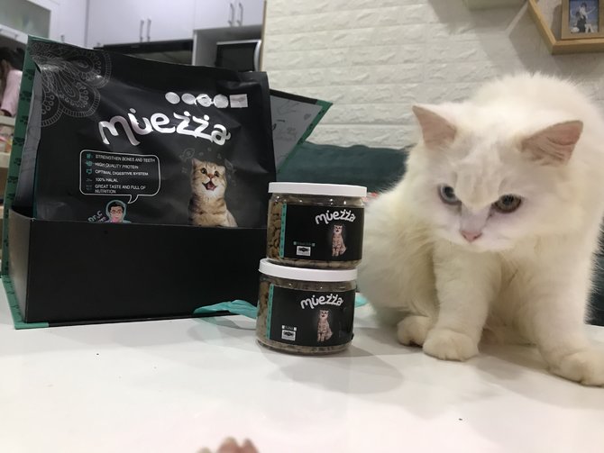 pujian hingga stres ini 4 alasan di balik kebiasaan kucing menjilati pemiliknya