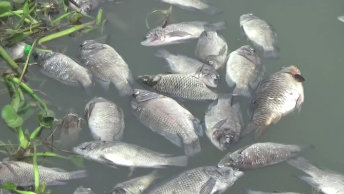 ribuan ikan mati di waduk jatiluhur