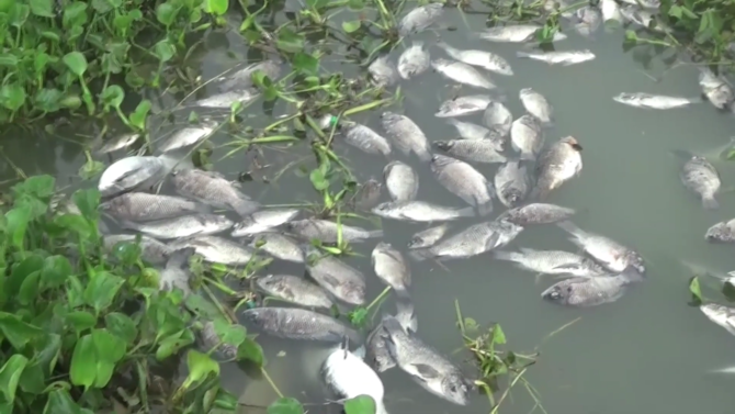 ribuan ikan mati di waduk jatiluhur