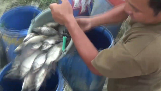 ribuan ikan mati di waduk jatiluhur