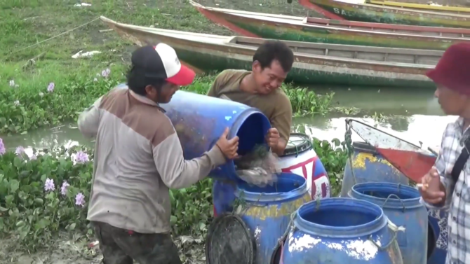 ribuan ikan mati di waduk jatiluhur