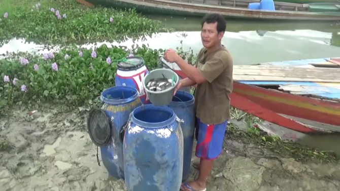 ribuan ikan mati di waduk jatiluhur