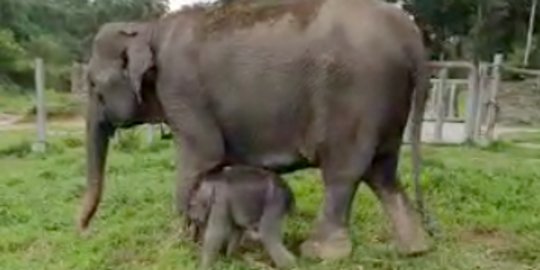 Gajah Betina Lahir di Pusat Pelatihan di Langkat