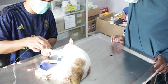 Ratusan Kucing Terdampak Gempa Sulbar, Kondisinya Trauma hingga Diare