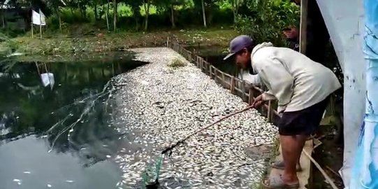 Ribuan Ikan Mati di Situ Citongtut Diduga Akibat Tercemar Limbah Pabrik