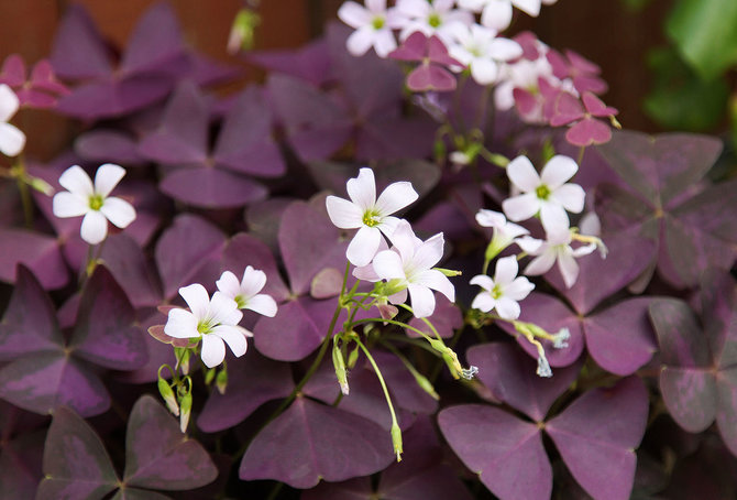 ilustrasi oxalis triangularis