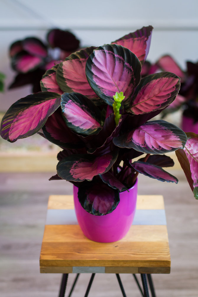 ilustrasi calathea prayer plant ungu