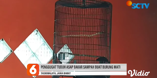 Burung Kesayangan Mati Kena Asap Bakar Sampah, Pria Ini Gugat Tetangga Rp60 Juta
