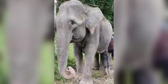 Populasi Bertambah, Ini Potret Bayi Gajah Betina yang Lahir di Ekowisata Tangkahan