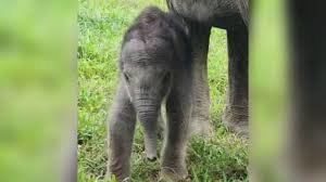 populasi bertambah ini potret bayi gajah betina yang lahir di ekowisata tangkahan