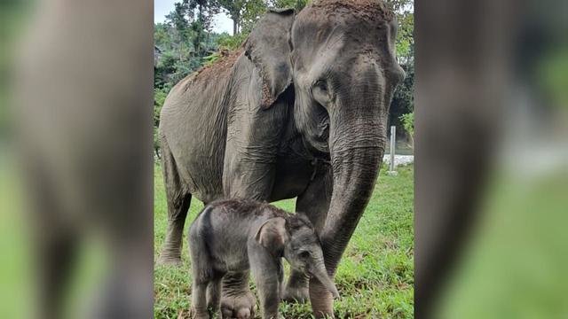 populasi bertambah ini potret bayi gajah betina yang lahir di ekowisata tangkahan