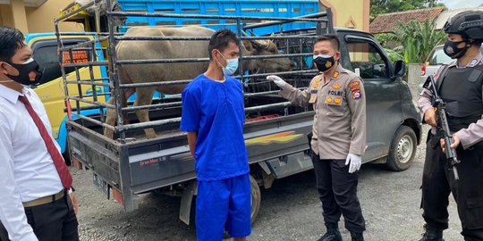 Ingin Punya Mobil Pick Up, Pria di Banten Ini Nekat Curi 4 Ekor Kerbau