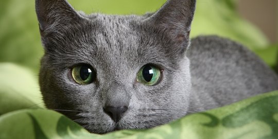 Fakta Menarik dari Air Liur Kucing, Tak Perlu Cemas Saat Kena 