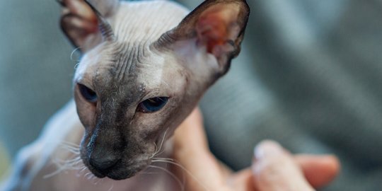 Selain Kucing Hutan, Ini 7 Ras Langka yang Namanya Mungkin Belum Pernah Didengar