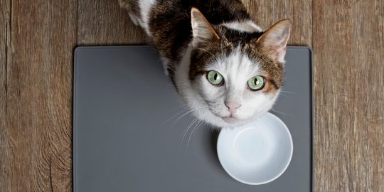 Mempertahankan Naluri Alaminya, Ini Cara Unik Kucing Memilih Makanan